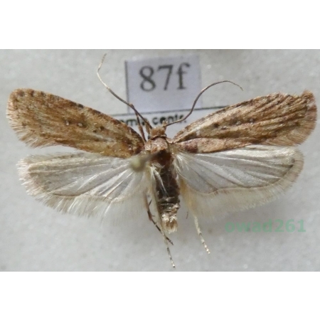 Agonopterix heracliana (Linnaeus, 1758) Czech87f